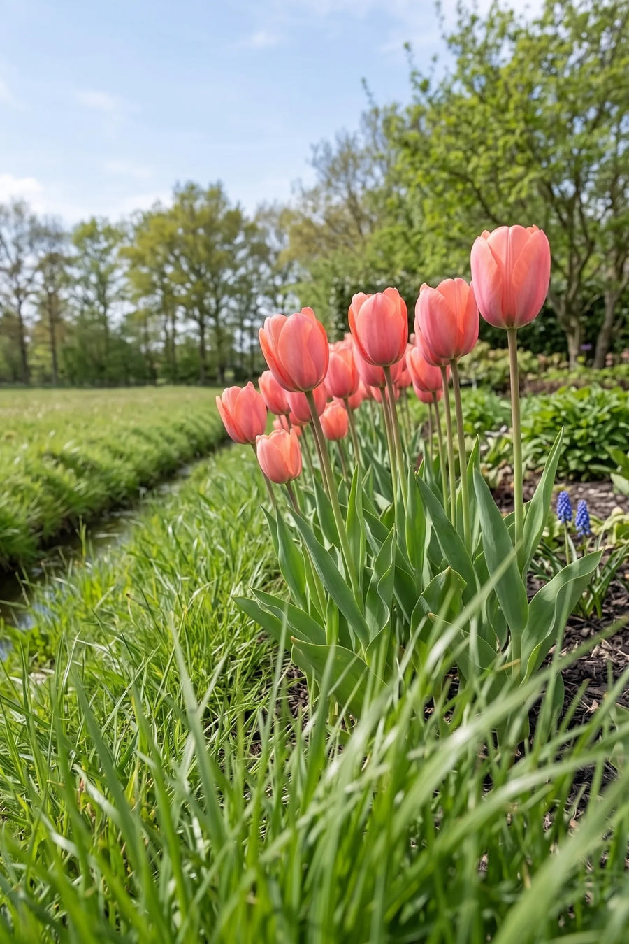 Tulipa Hans Brinker — in de tuin