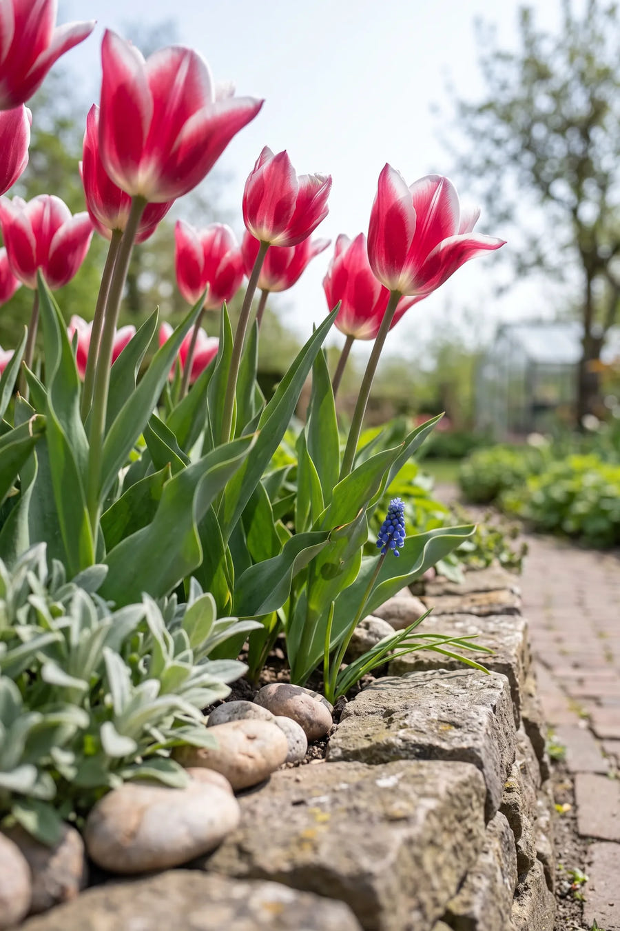 Tulipa Leo Visser — in de tuin