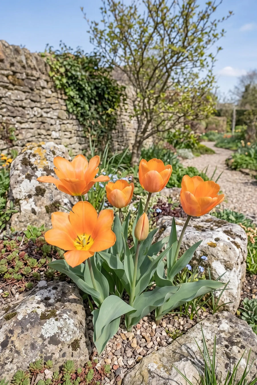 Tulipa Orange Emperor — in de border