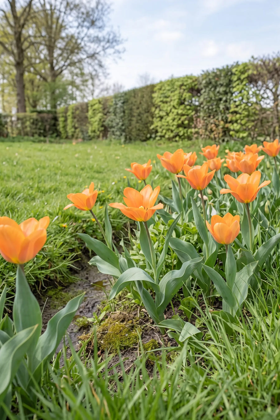 Tulipa Orange Emperor — in de border, extra beeld
