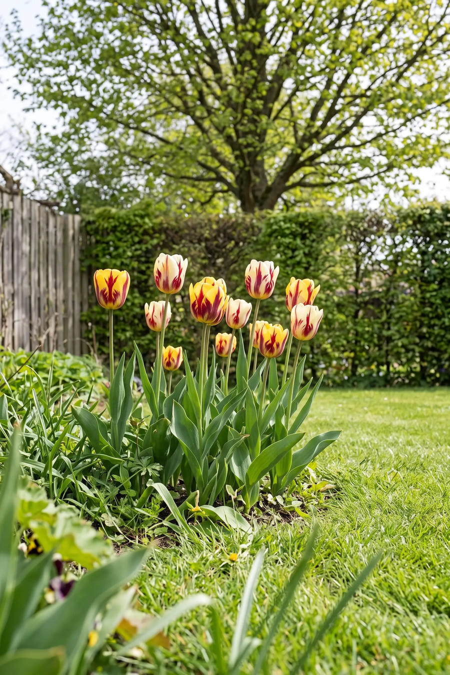 Tulipa Vermeer — in de tuin