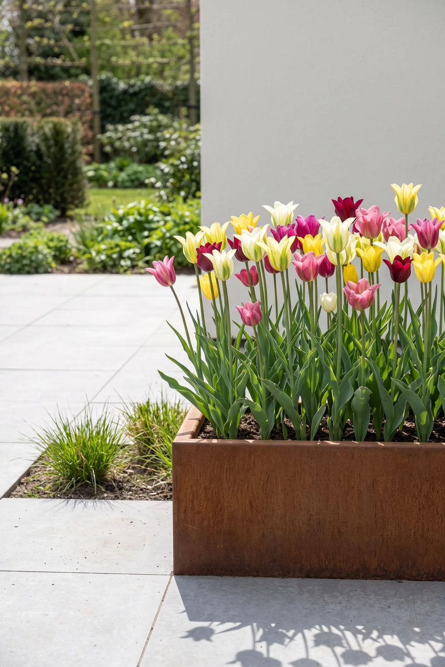Tulipa Viridiflora Mixed — in pot op terras, extra beeld