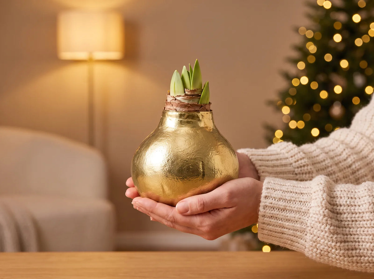 The XXL bulb in two hands