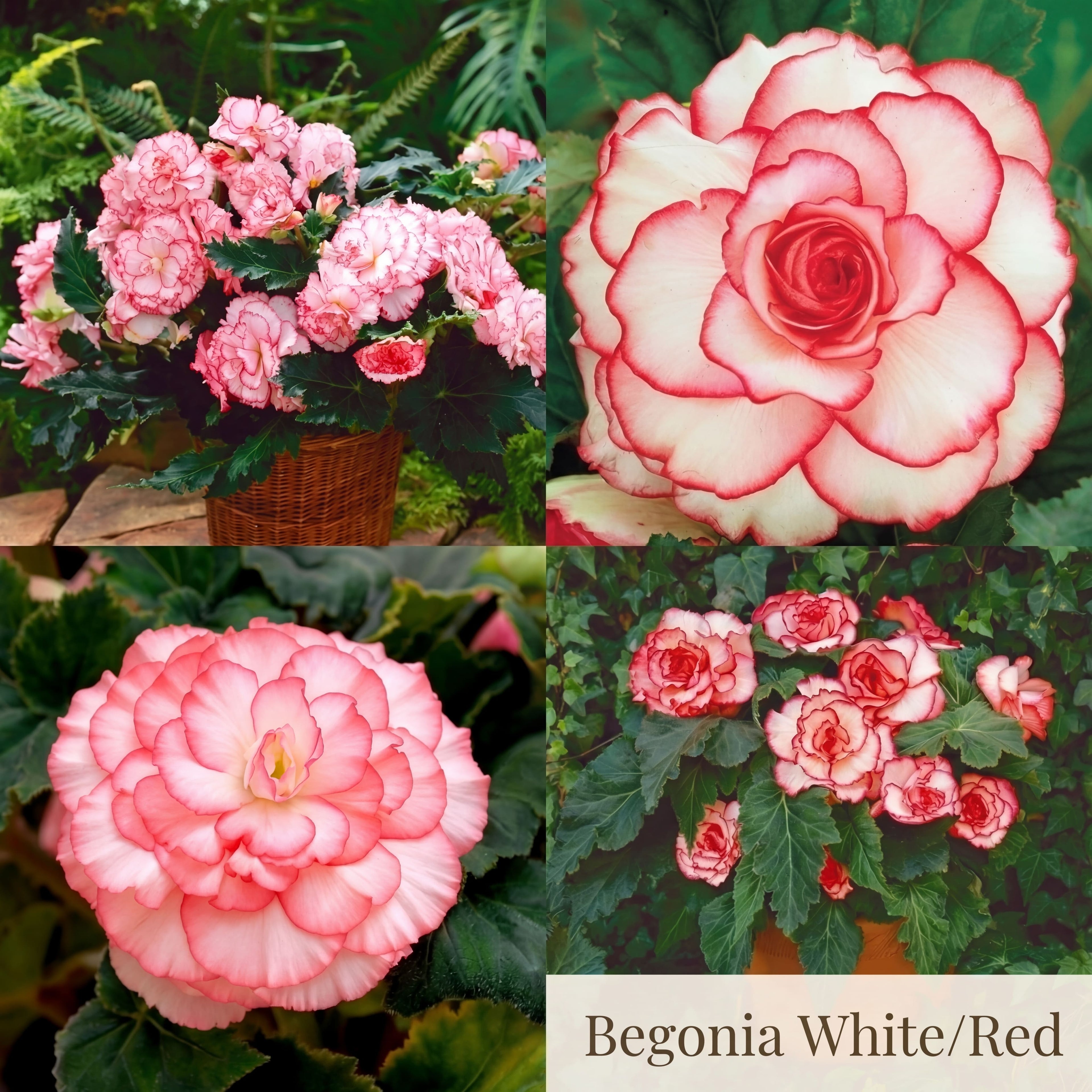 Collection Jardin d’Été de Bégonias