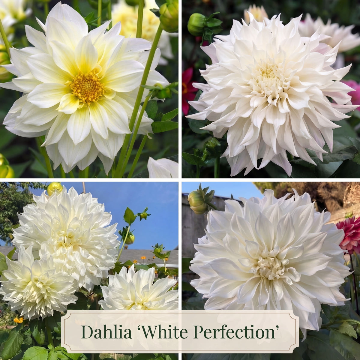 Collection Jardin d’Été de Dahlias