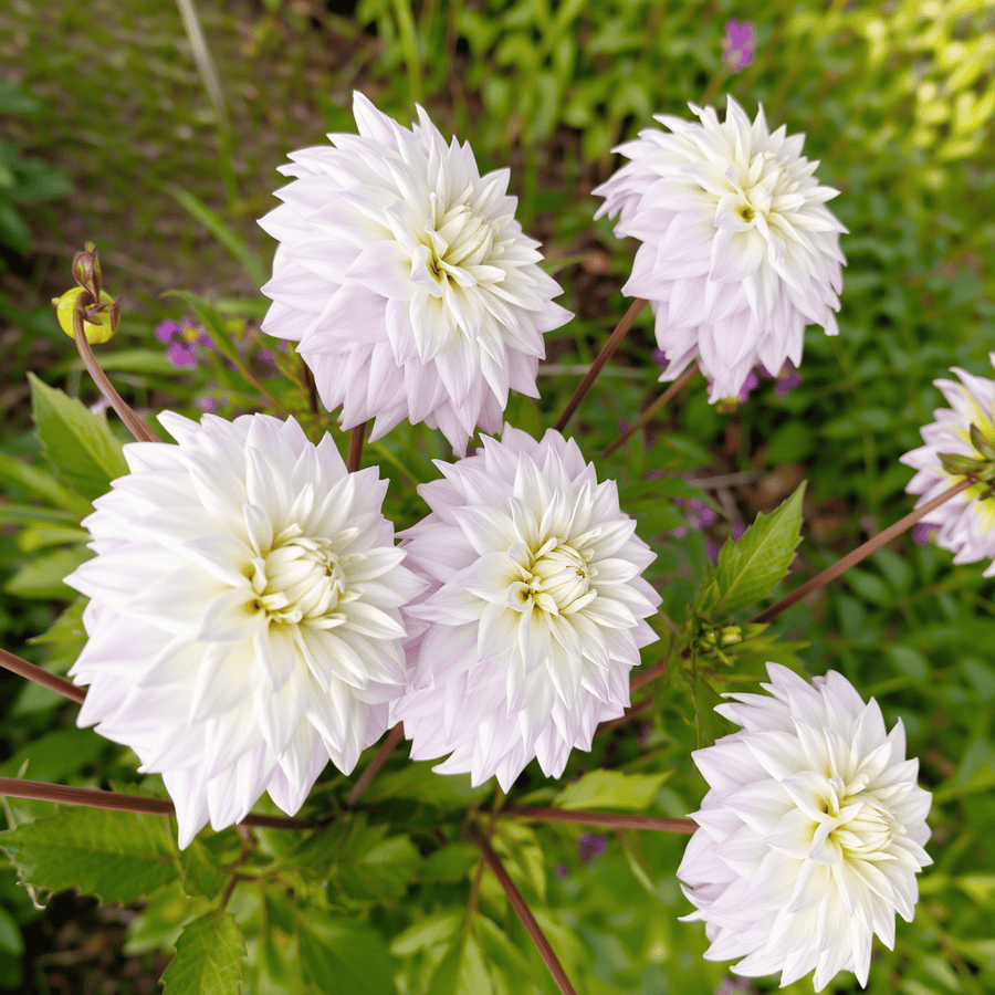 Dahlia Who Me