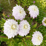 Dahlia Who Me