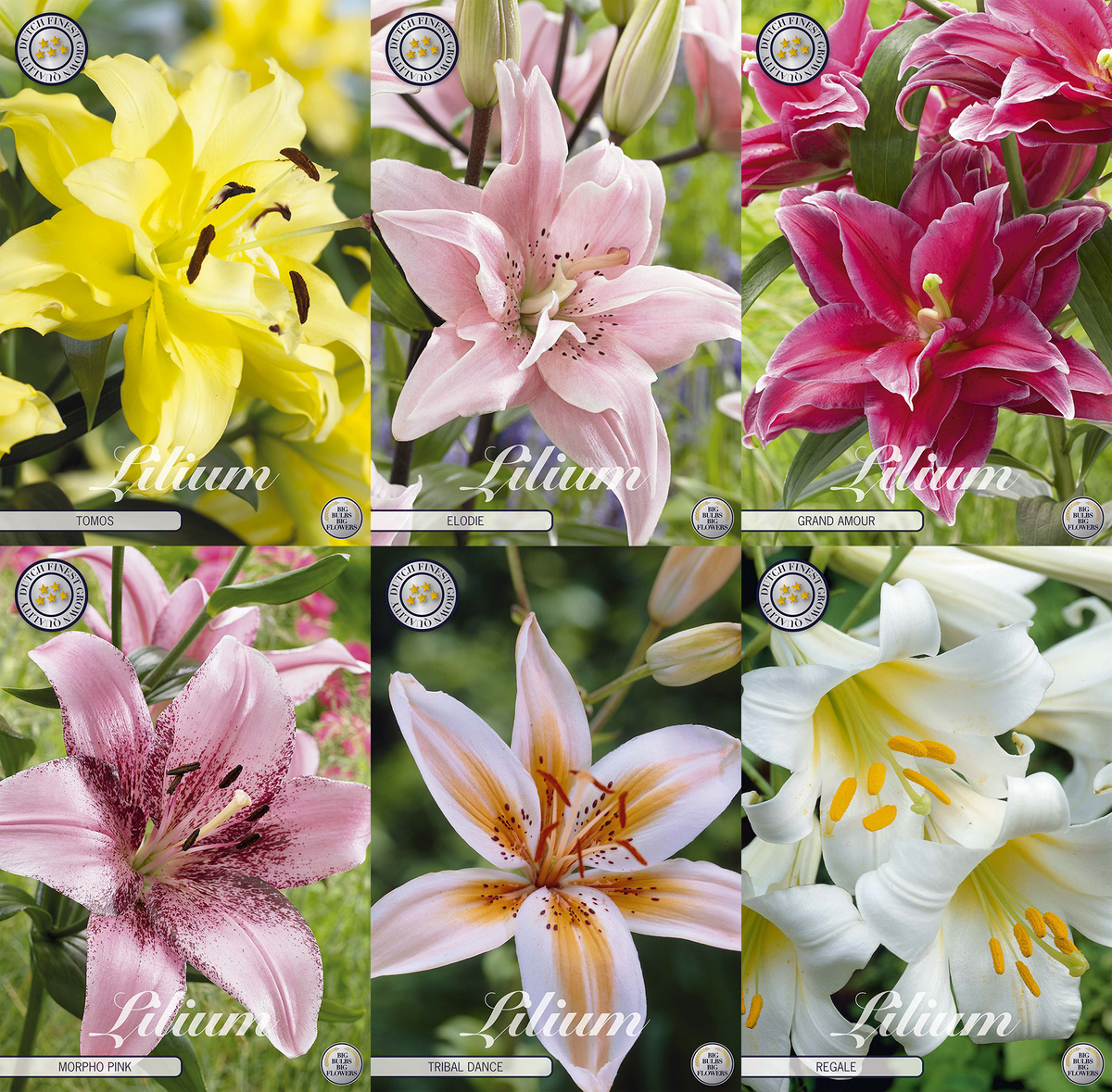 Lily Elegance