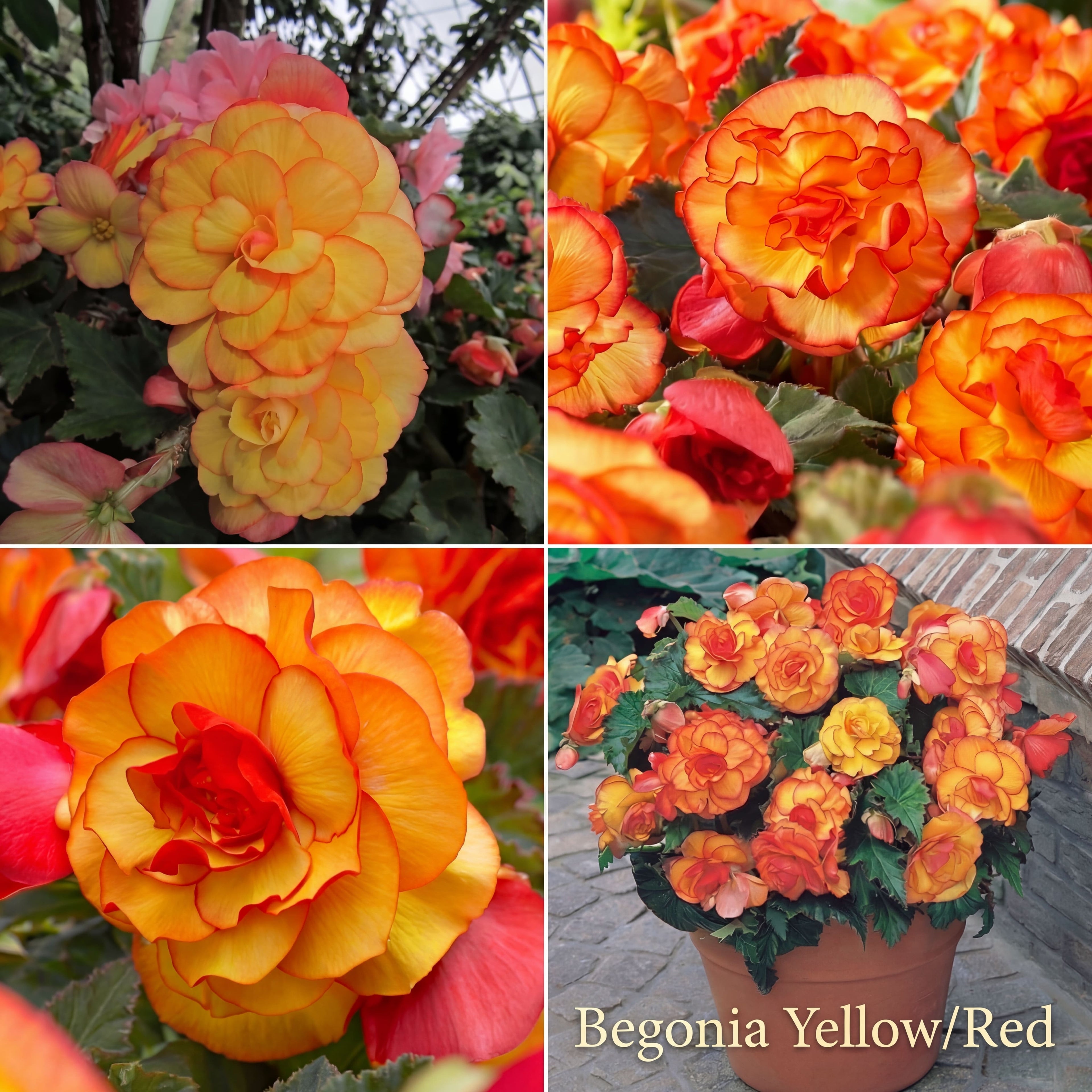 Collection Jardin d’Été de Bégonias