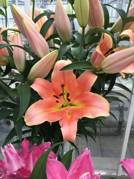 Lilium Zelmira